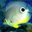 Free Marine Aquarium Screensaver icon