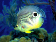 Free Marine Aquarium Screensaver screenshot